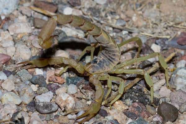 Escorpión peludo del desierto