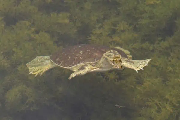 Softshell espinoso de Texas