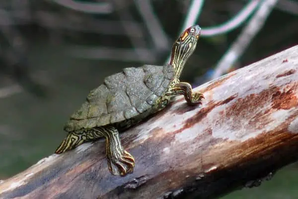 Tortuga mapa de Texas