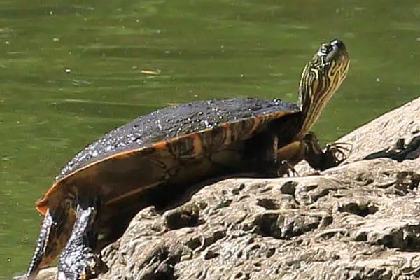 Cooter del río Texas
