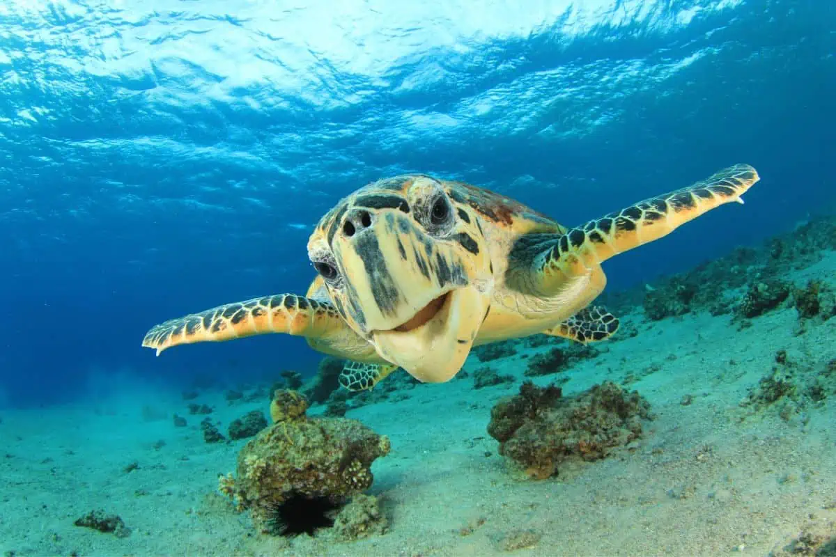Tortuga Carey