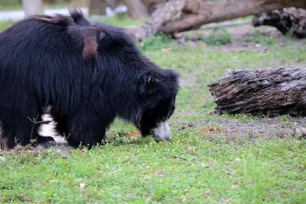 Oso negro asiático forrajeando