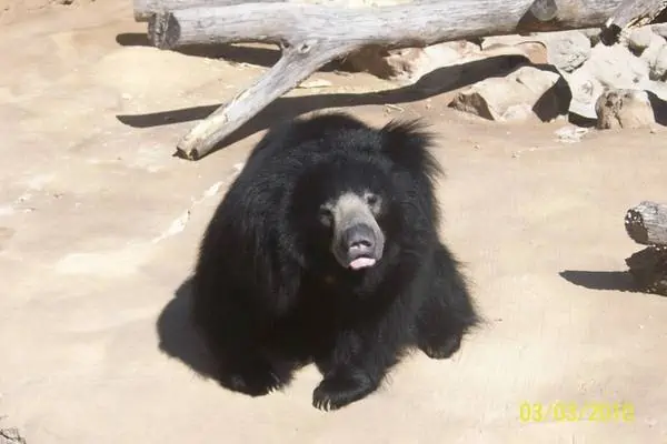 Oso perezoso