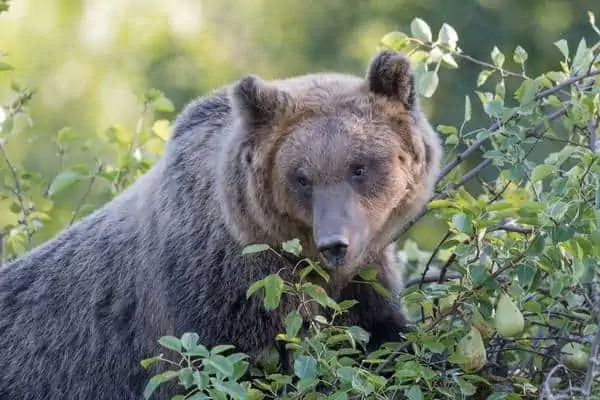 Oso pardo marsicano sobre peral