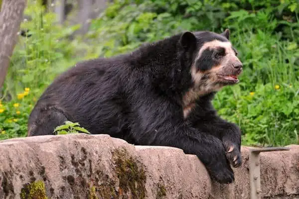 Oso de anteojos descansando