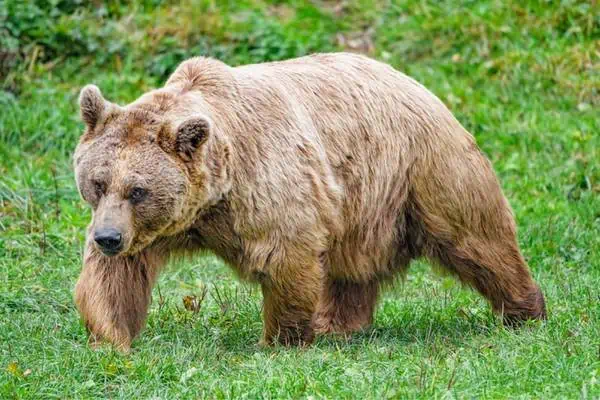 Oso pardo sirio caminando