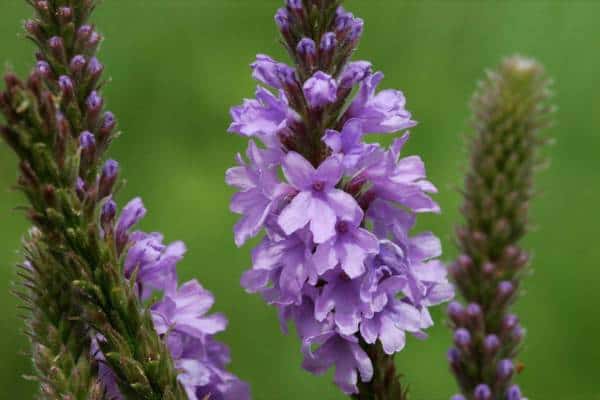 Flores de verbena canosas