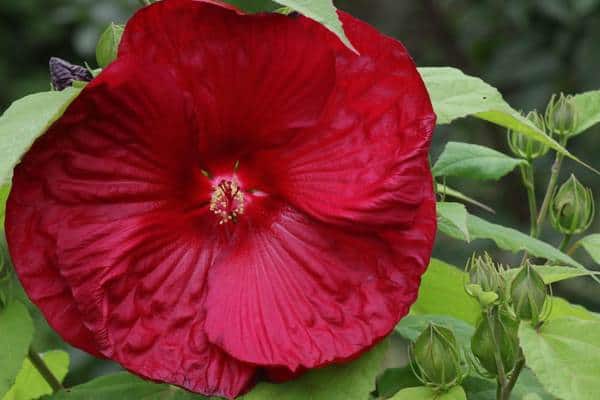 Flor de malva rosa