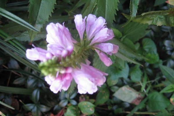Planta obediente