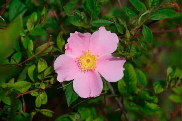 Flor de rosa de pantano