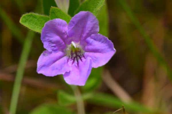 Flor de petunia silvestre peluda