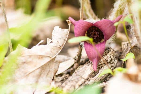 Flor de jengibre salvaje