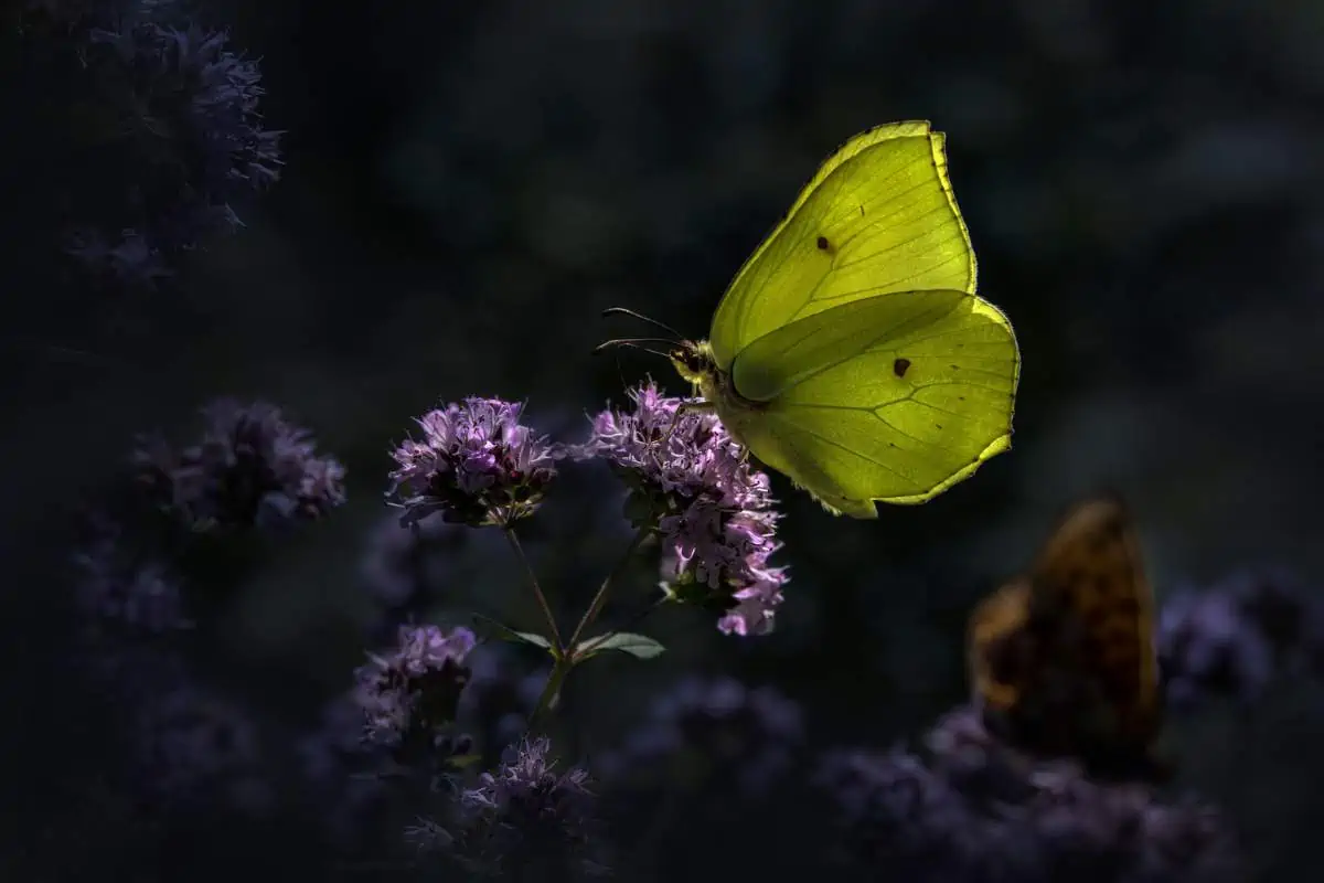 Mariposa de azufre donde se posan