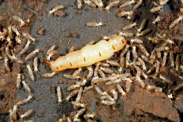 Una termita reina y obreras.