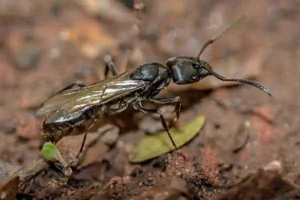 hormiga reina voladora