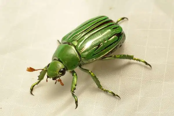 Escarabajo glorioso