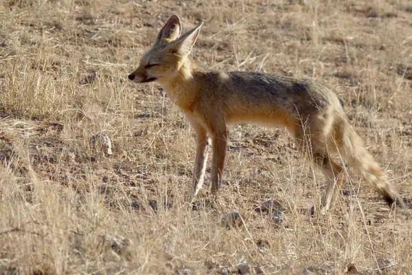 Zorro del Cabo en tierra firme