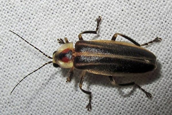 luciérnaga de pensilvania