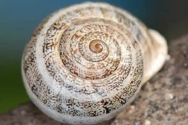 Caracol de leche sobre una roca