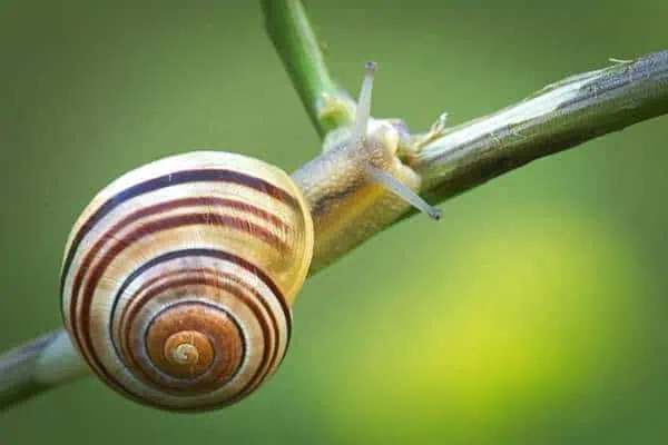 Caracol de labios blancos en tallo