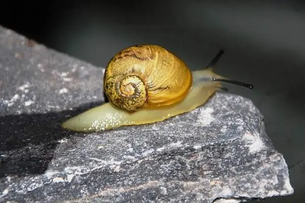 Un caracol de jardín blanco sobre una roca