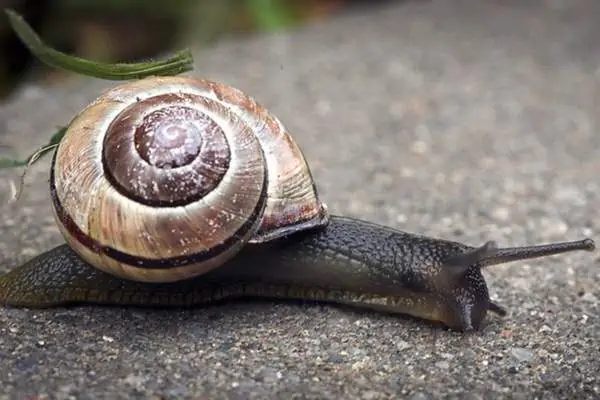 Caracol de labios marrones sobre un pavimento de hormigón