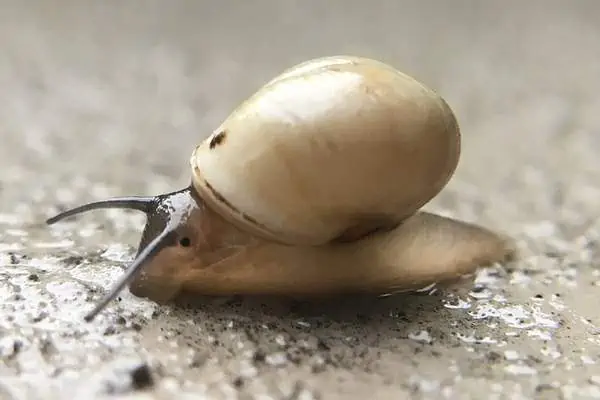 Un caracol de gota globular sobre el barro.