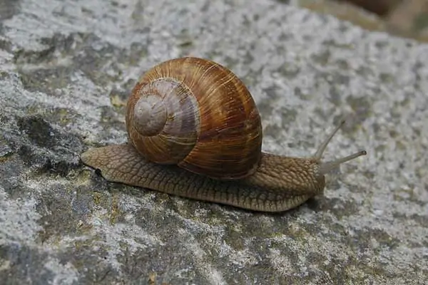 caracol romano