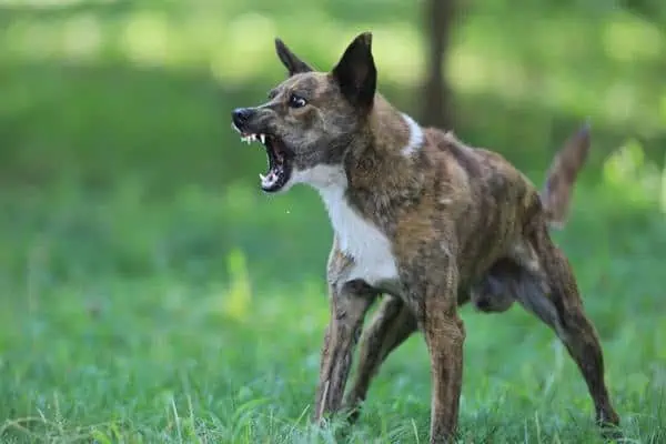 Perro agresivo afuera