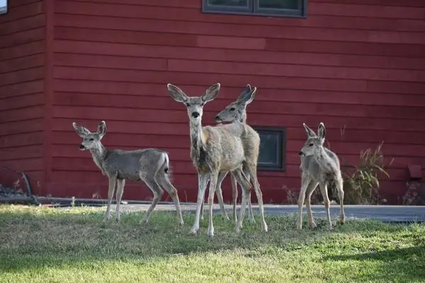 Venado bura en el patio