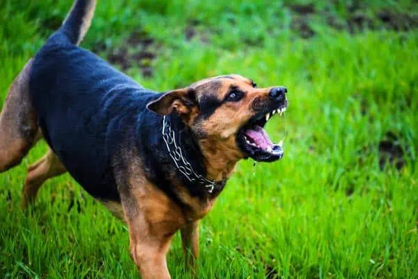 Perro enojado listo para atacar