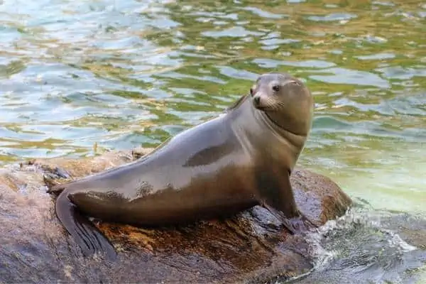 León marino de California sobre una roca