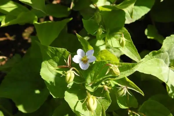Violeta de canadá
