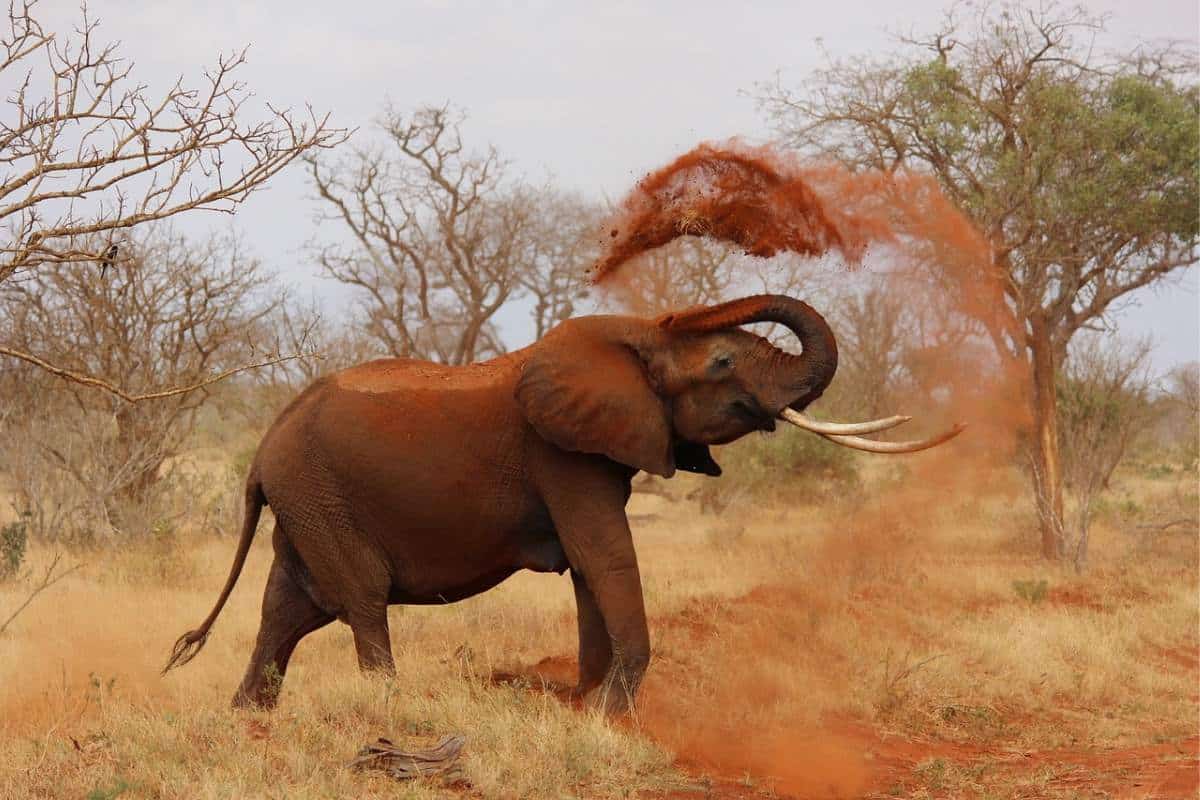 Elefante africano de sabana