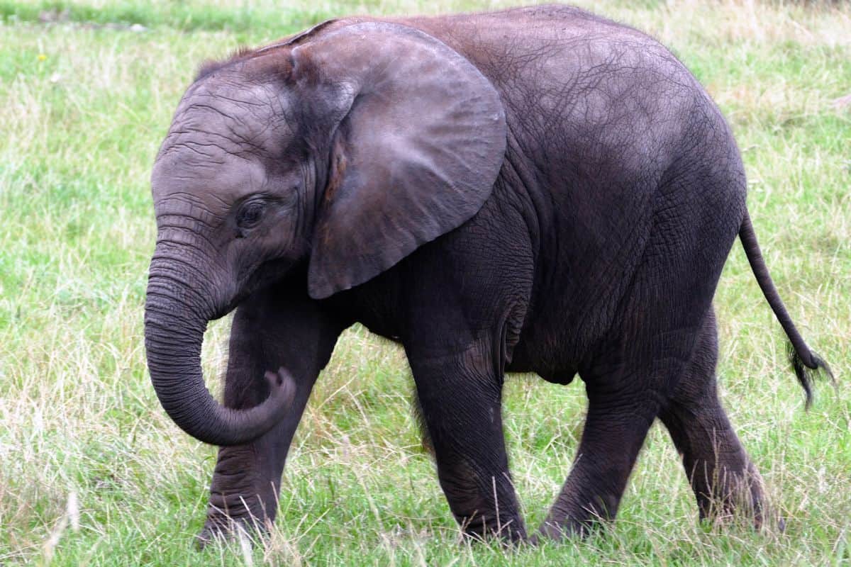 15 Tipos De Animales Como Los Elefantes (imágenes) 15 Tipos De Animales Como Los Elefantes (imágenes)