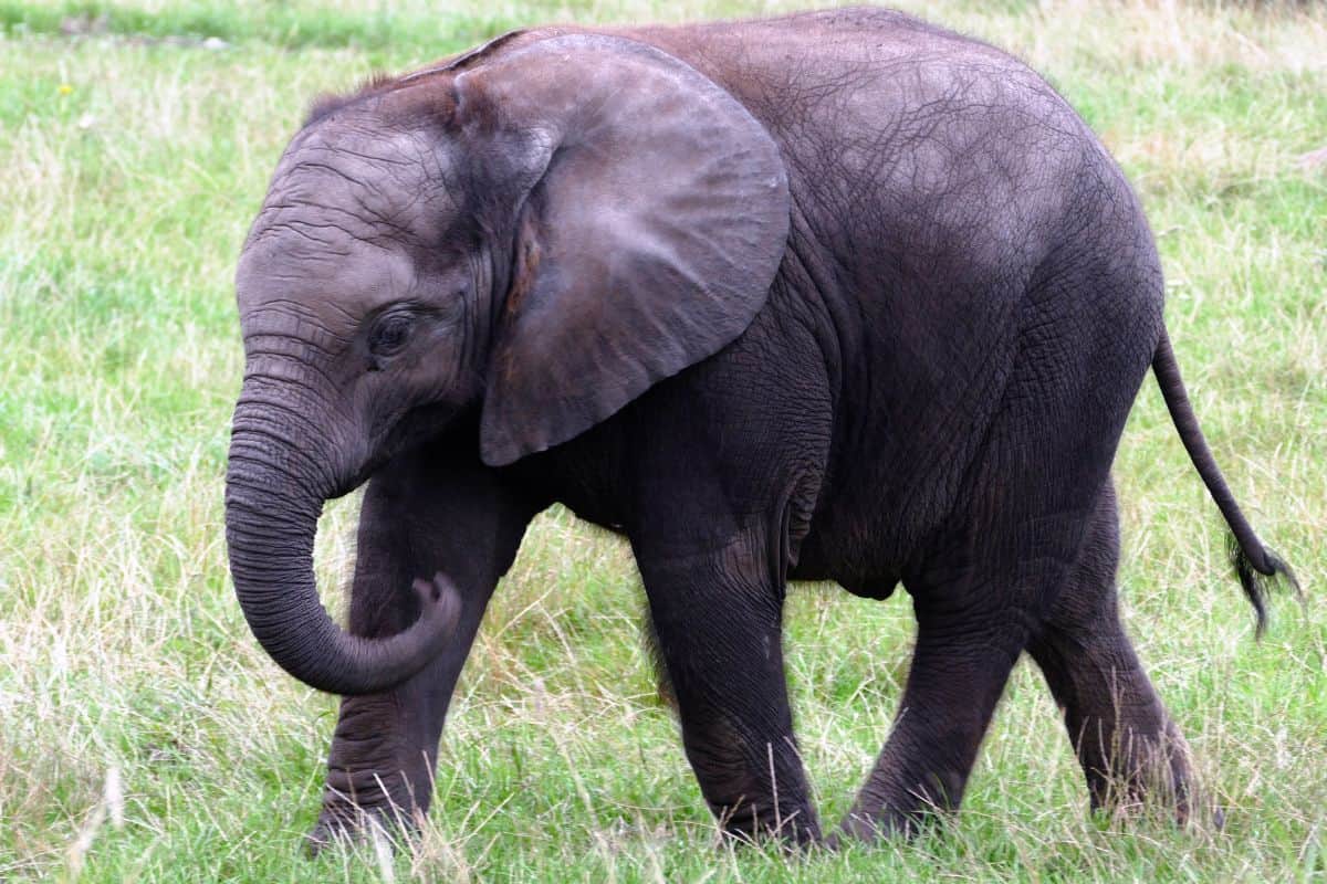 Elefante deambulando por el campo de hierba