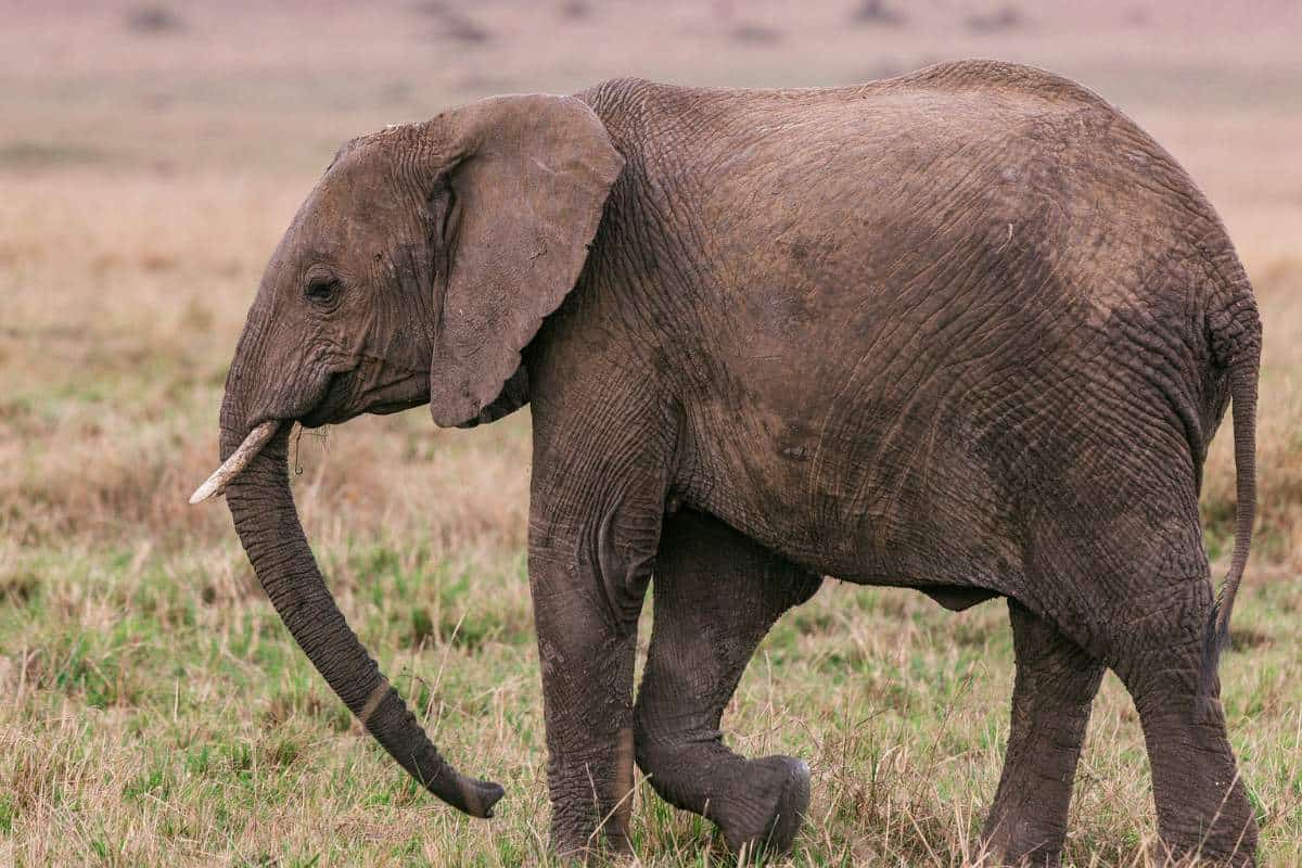 ¿cuánto Mide La Trompa De Un Elefante? (de Media)