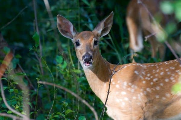 Ciervo marrón en el bosque