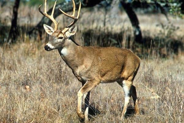 Venado de cola blanca