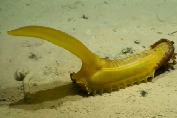Un pepino de mar bajo el agua