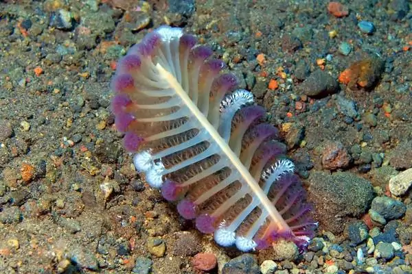 Pluma de mar bajo el agua