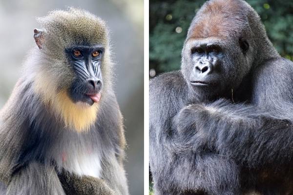 Mandril y gorila
