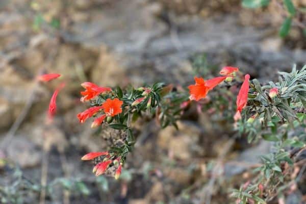 fucsia californiana