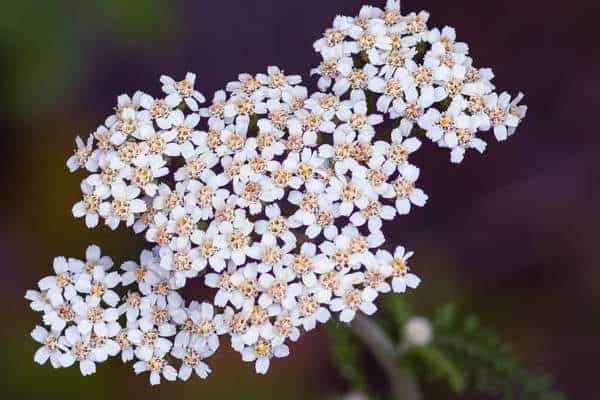 Flores de milenrama común