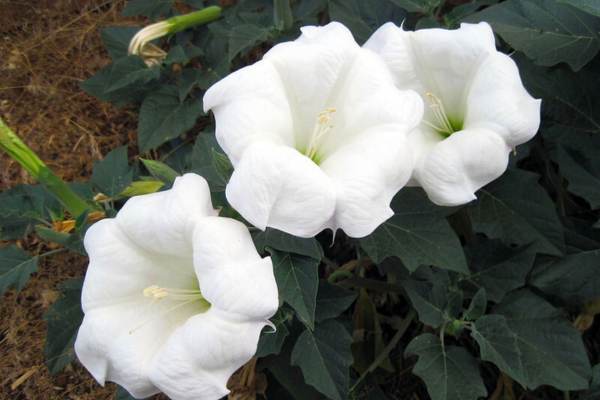 Flores de datura sagrada