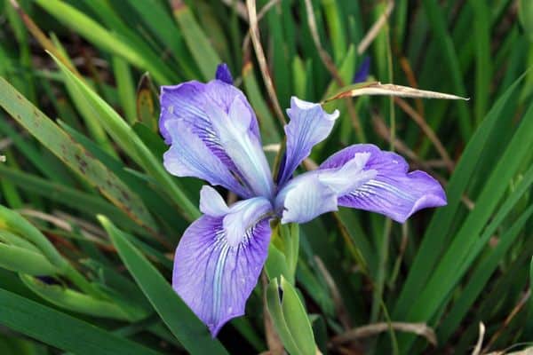 iris de douglas