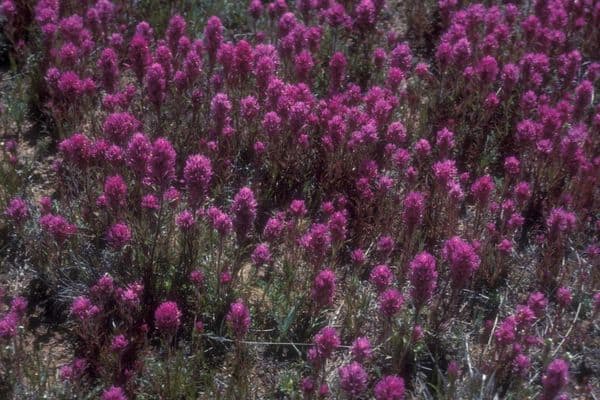 Trébol del búho morado