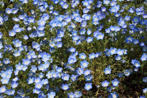 Bebe ojos azules