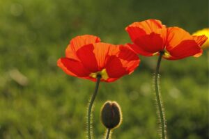 16 Flores Silvestres en California (con Fotos)