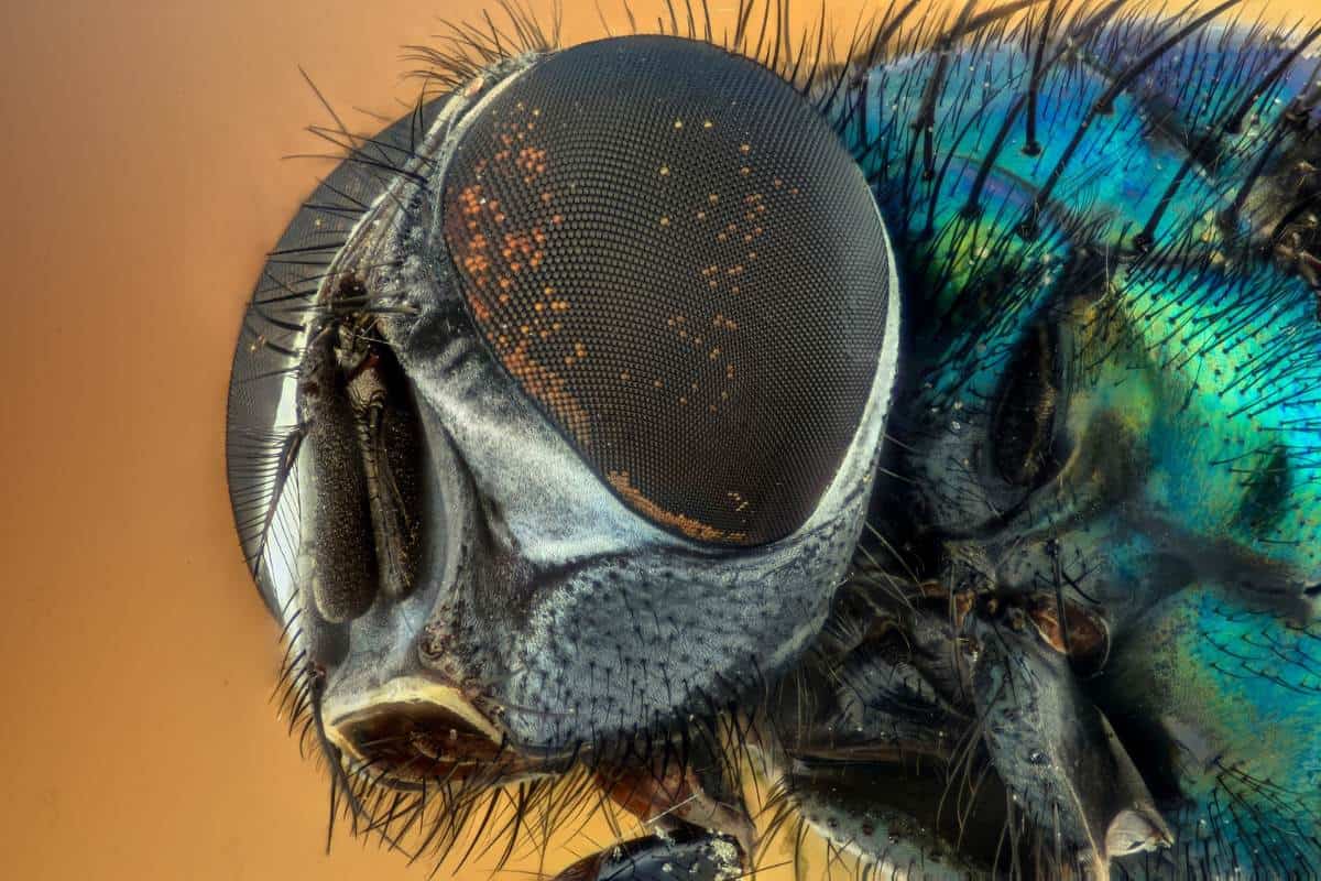 ojos compuestos de mosca